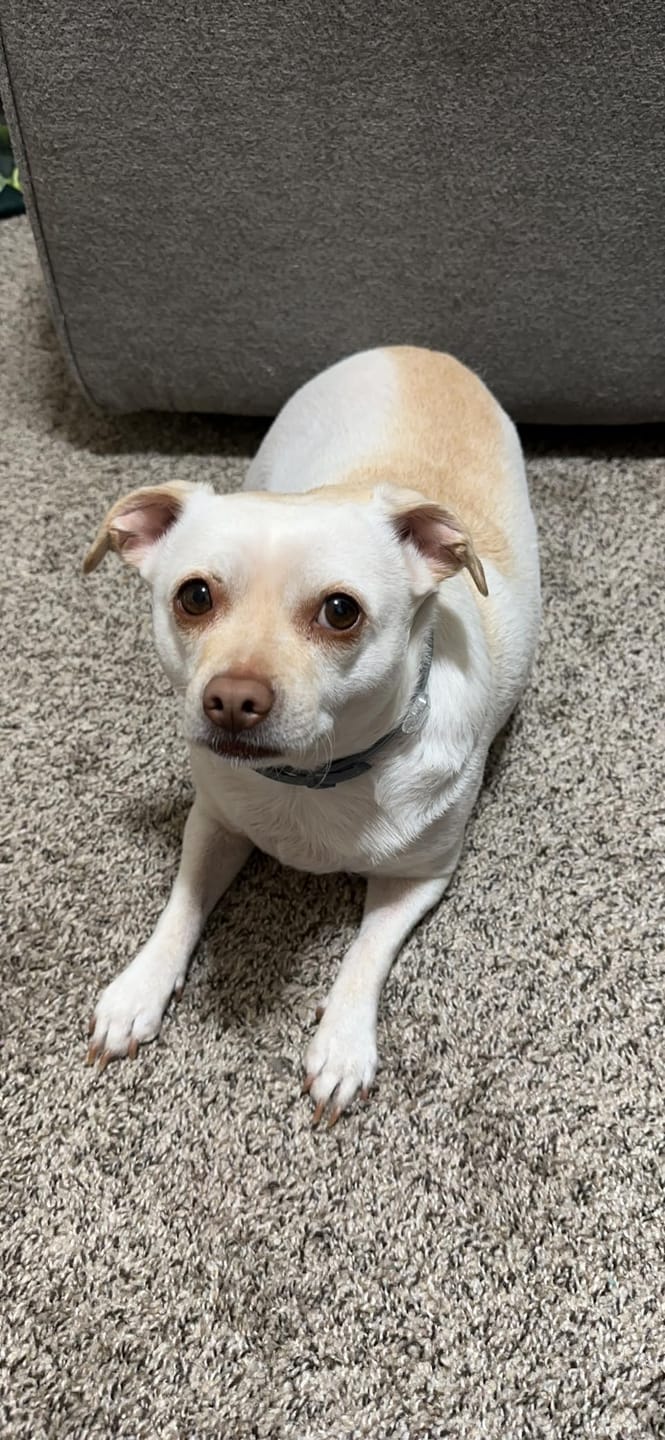 Customer photo review of DrPaws® Flea and Tick Free Collar