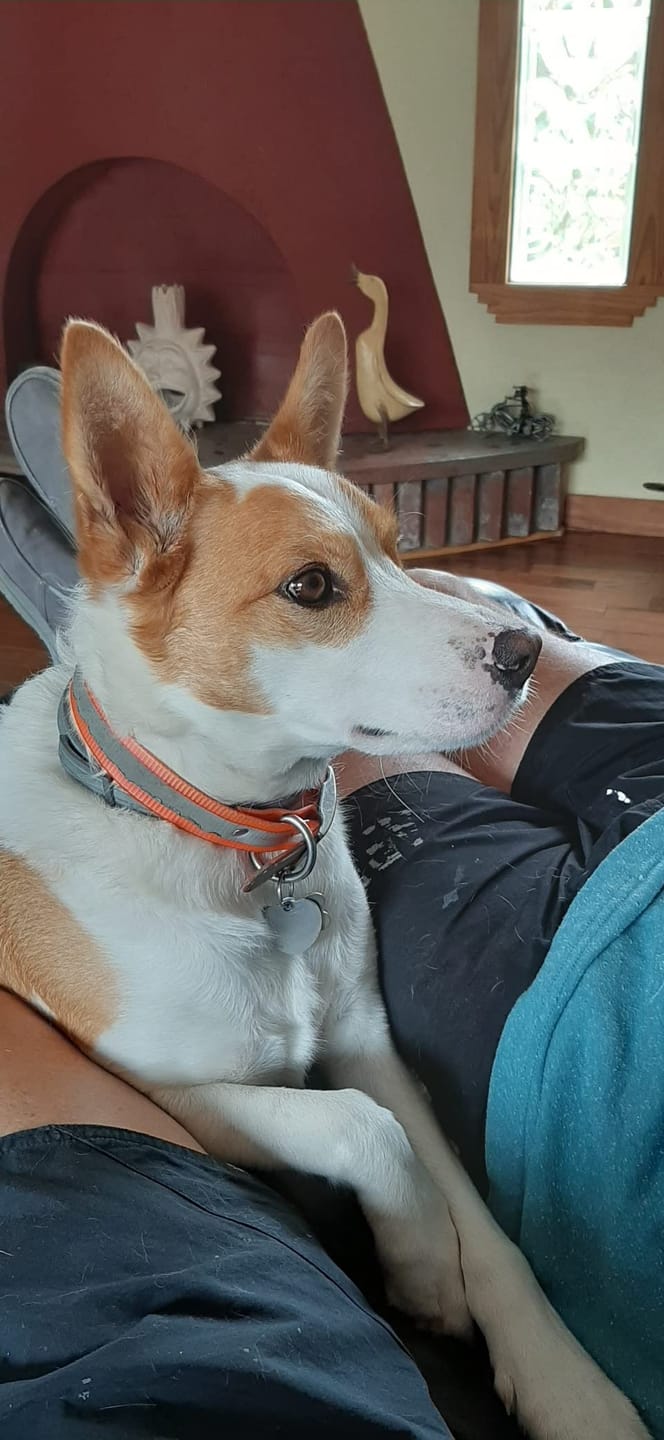 Customer photo review of DrPaws® Flea and Tick Free Collar