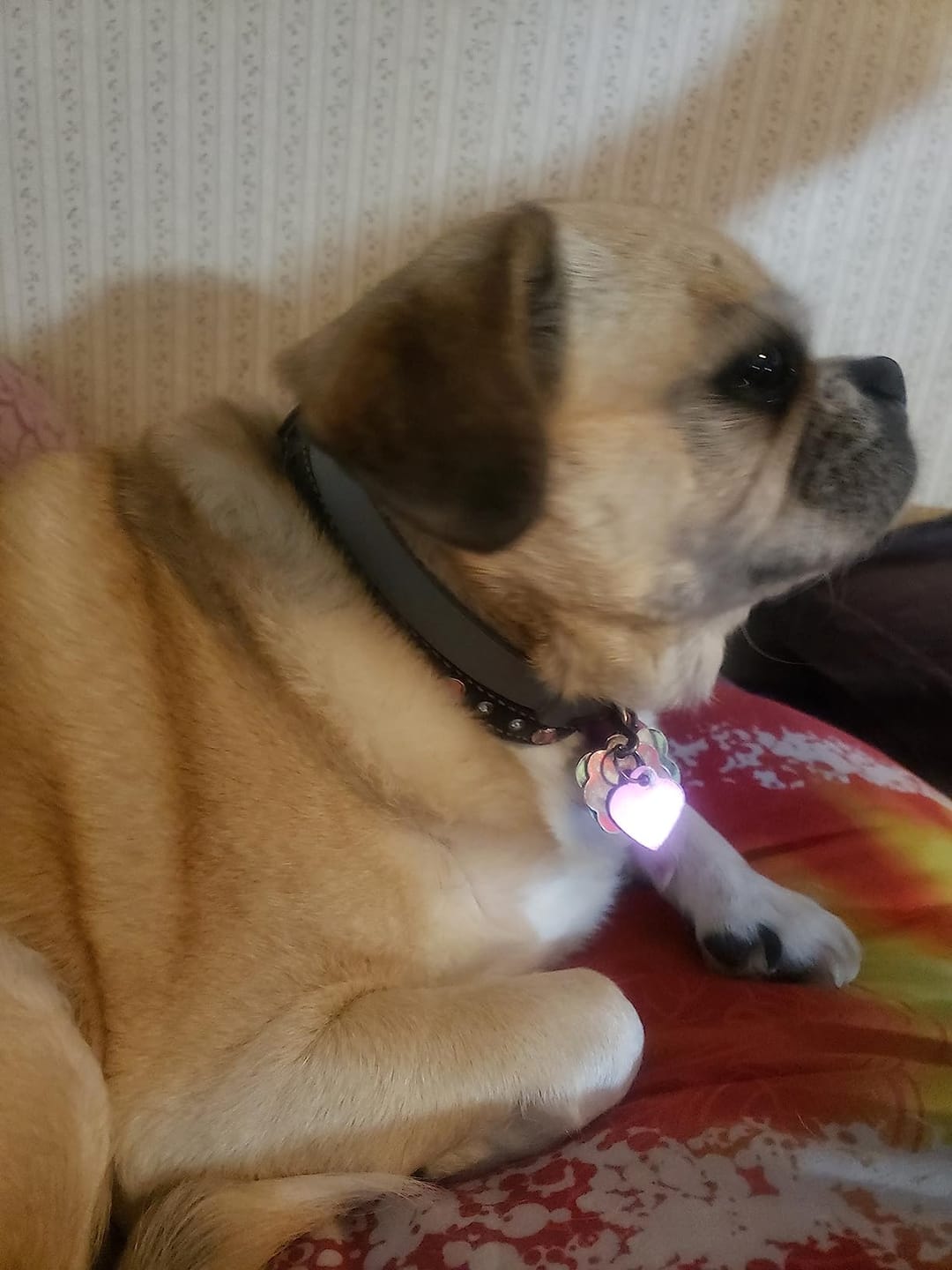 Customer photo review of DrPaws® Flea and Tick Free Collar