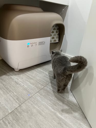 Customer photo review of Self-Cleaning Litter Box