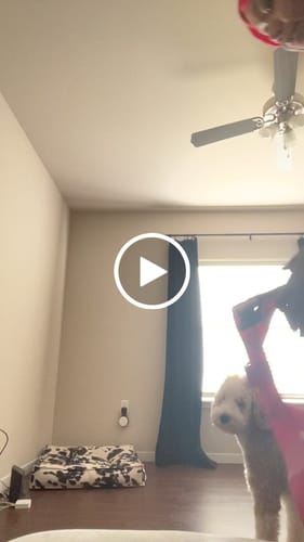 Customer video review of Harness