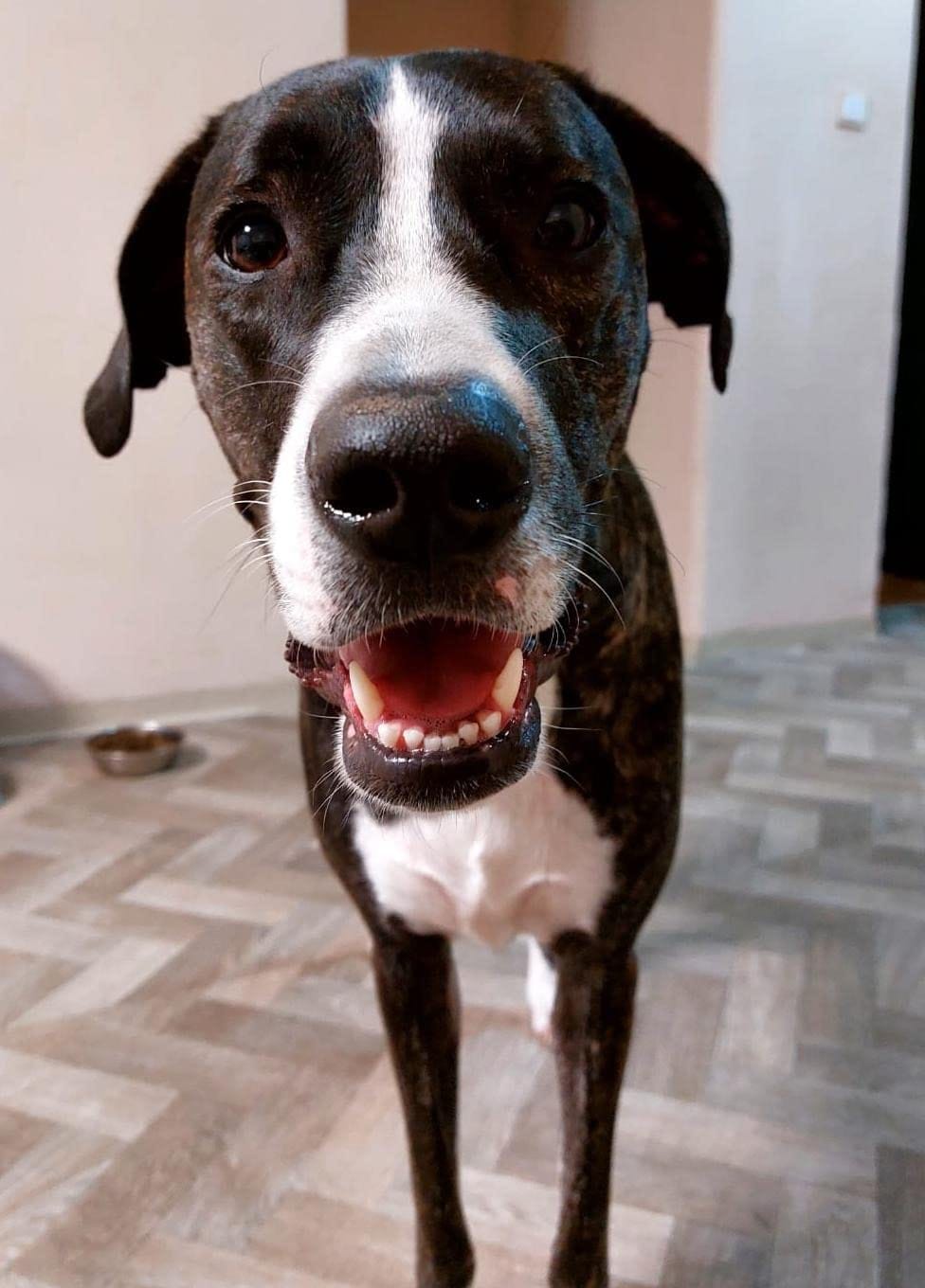 Customer photo review of DrPaws® Flea and Tick Free Collar
