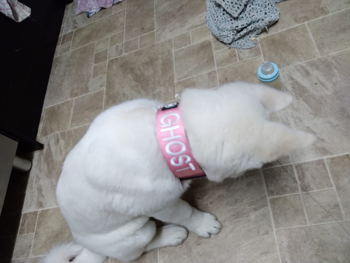 Customer photo review of 5cm Combat® Collar | Rated Clip - NO HANDLE - Pink v2.0