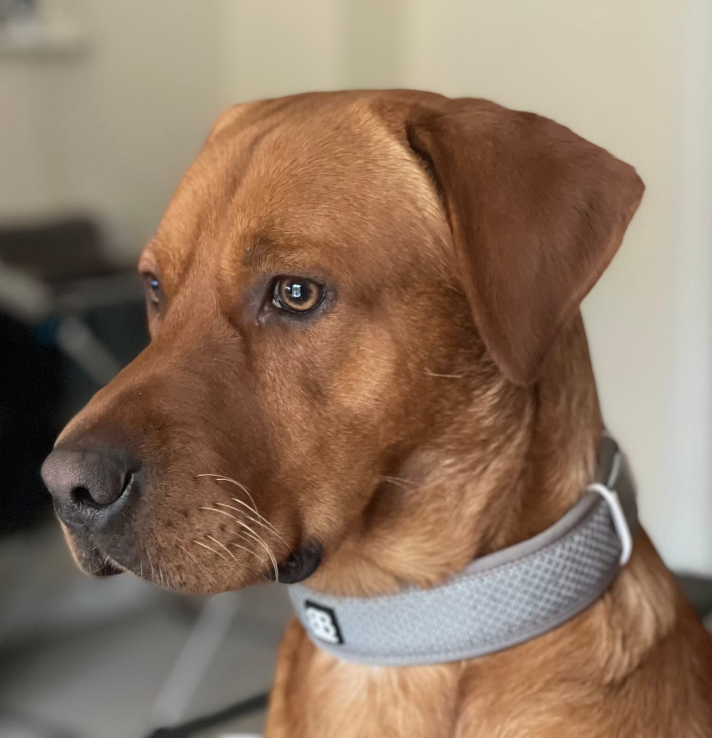 Customer photo review of Active Slip N' Clip Collar - Metal Grey