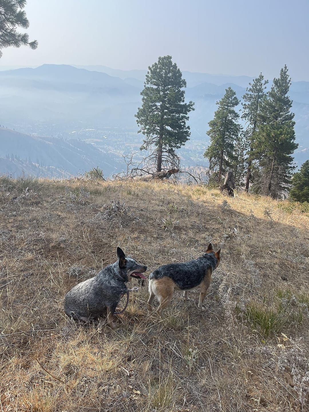 Customer photo review of DrPaws® Flea and Tick Free Collar