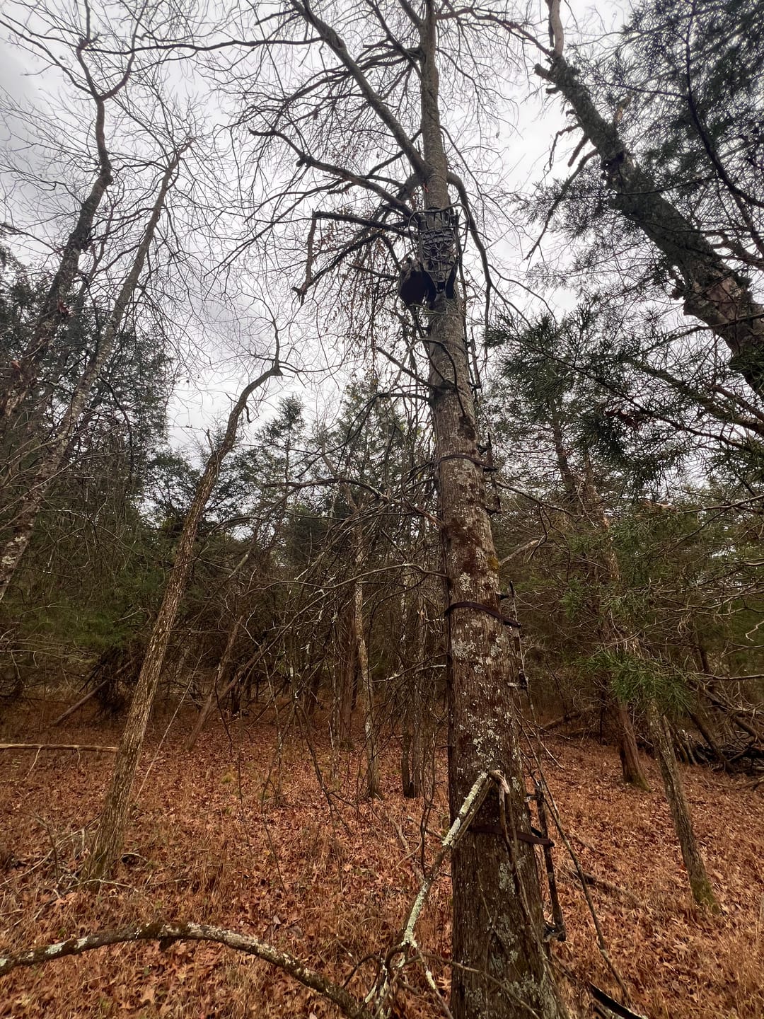 Customer photo review of BEAST GEAR STRAPS (EARTH)