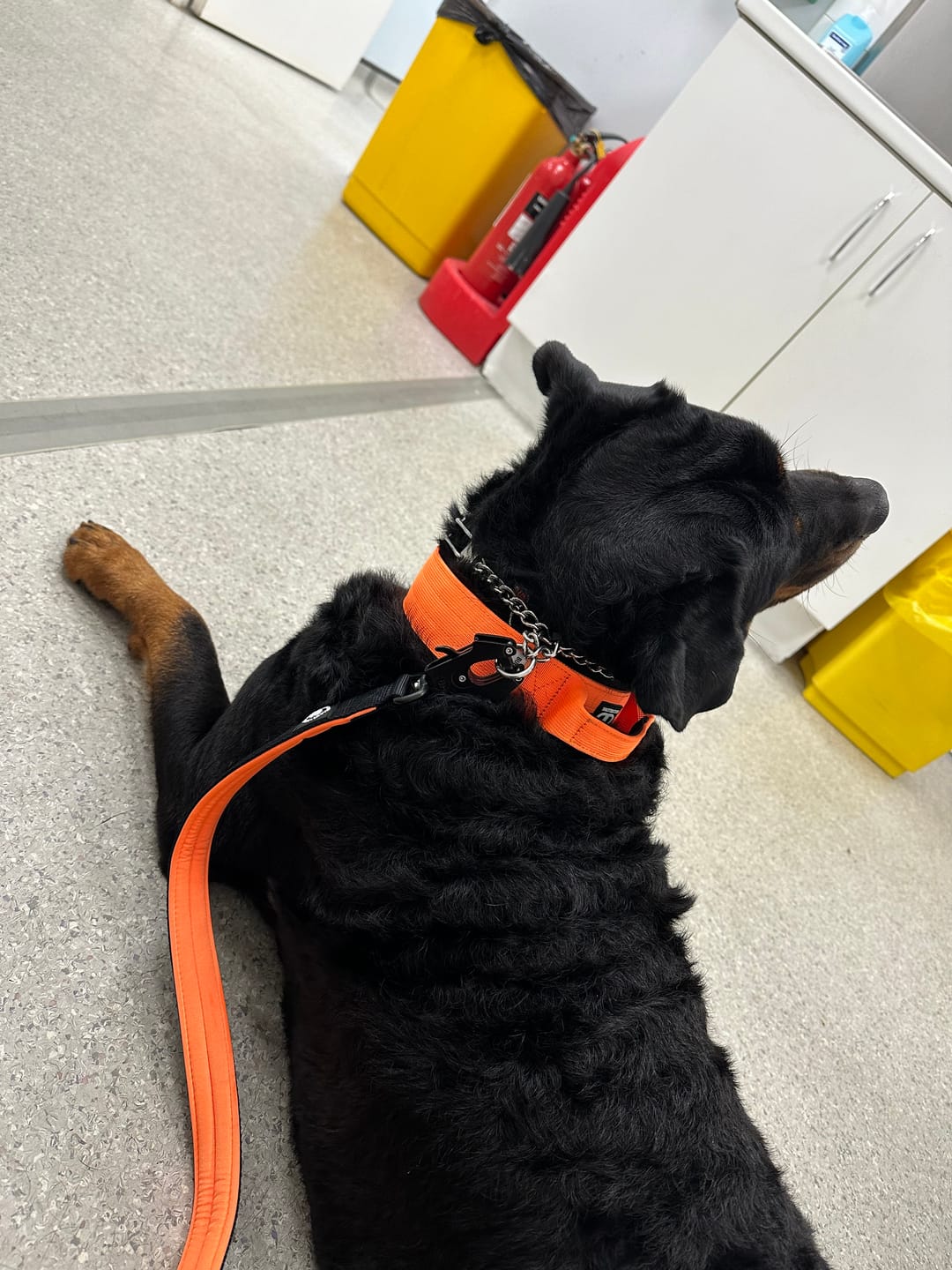 Customer photo review of 5cm Combat® Collar | With Handle & Rated Clip - Orange v2.0