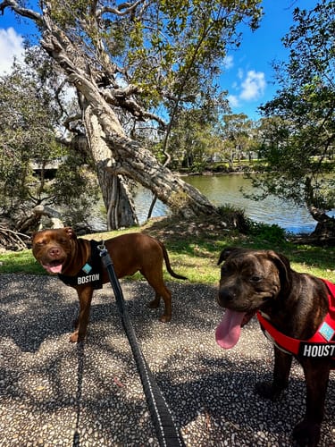 Customer photo review of Dog Lovers Pack | 50% Off