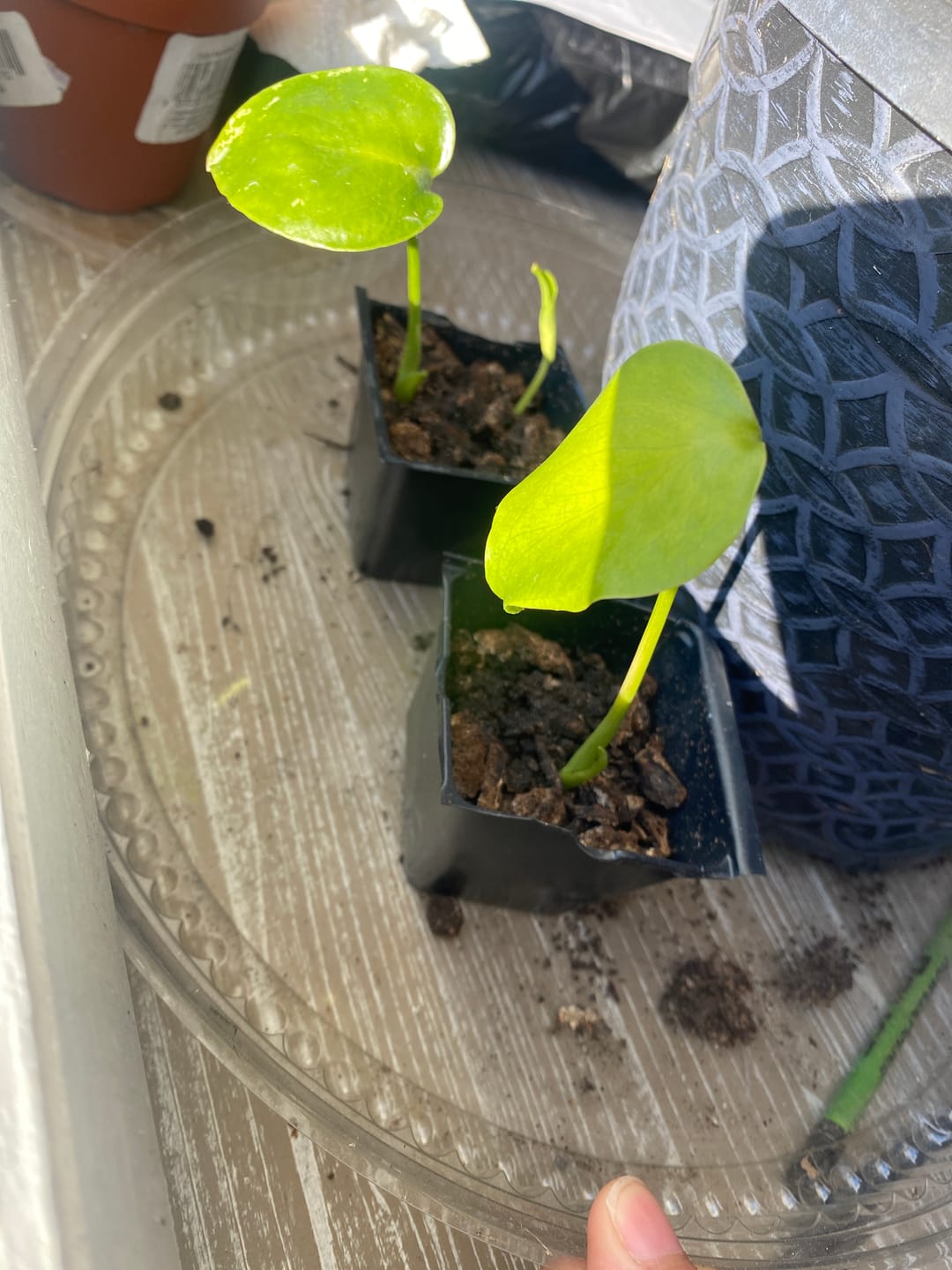 Customer photo review of Monstera Deliciosa *Pre-Order*