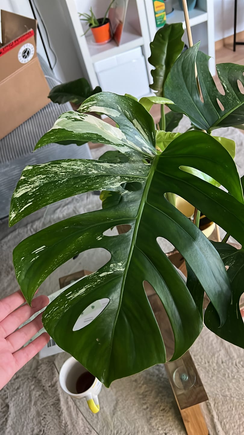 Customer photo review of Monstera Deliciosa Variegata