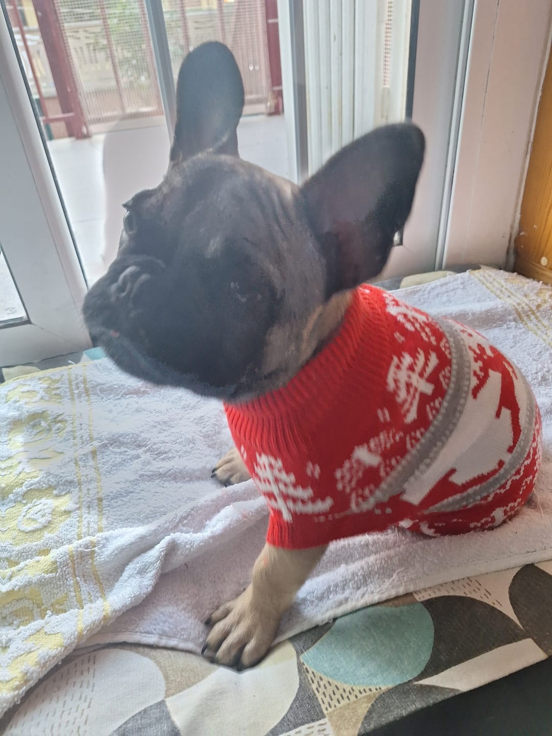 Customer photo review of Winter Christmas Wonderland Knit Dog Sweater
