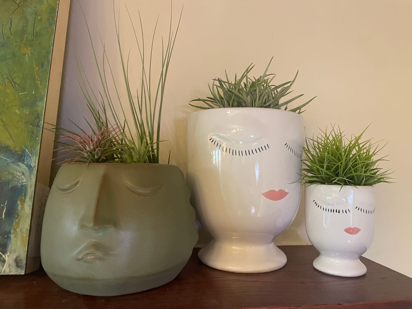 Customer photo review of *6 Pack* Premium Air Plants Mix  *Cannot Be Shipped Internationally*