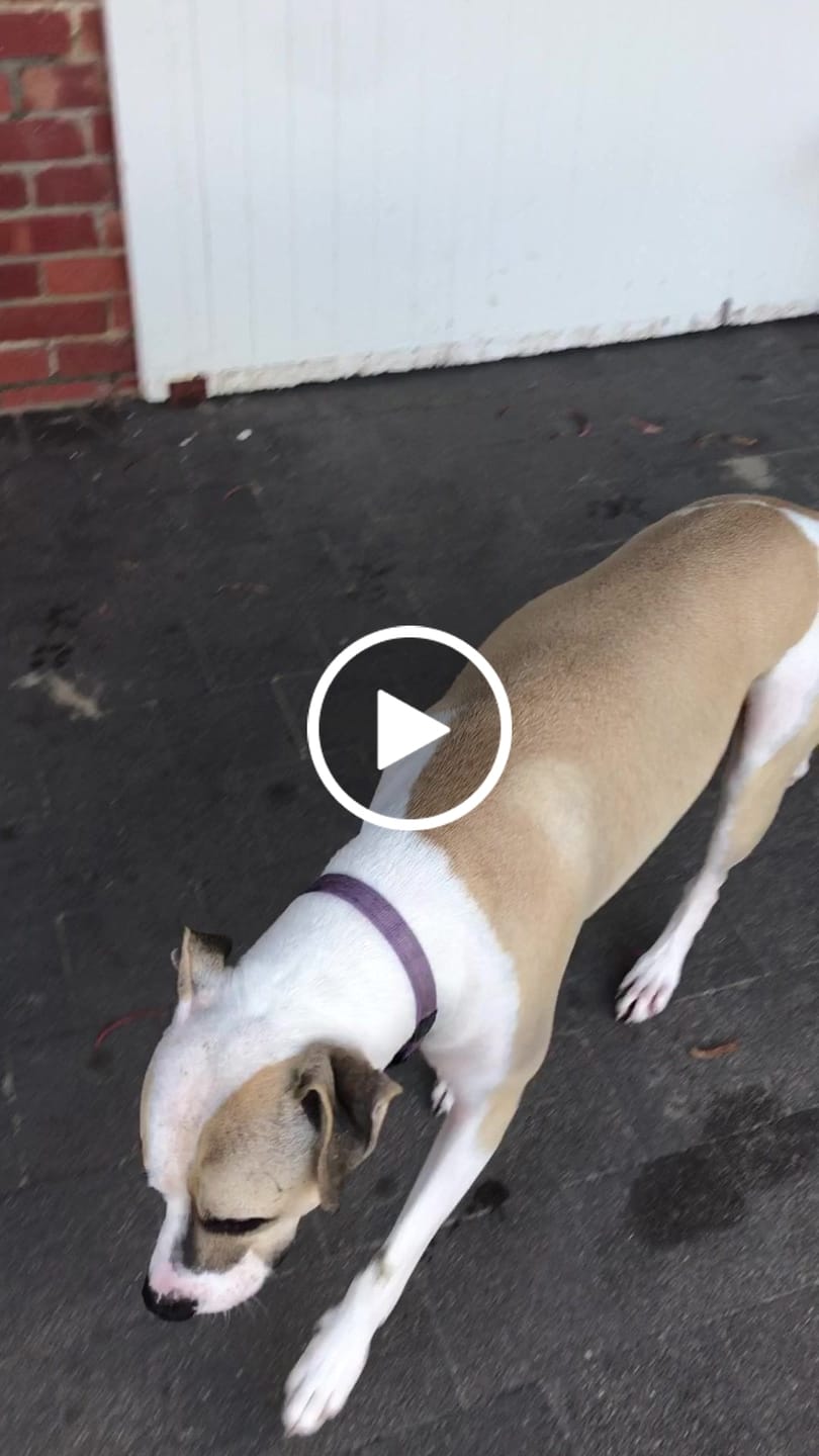 Customer video review of BIG Dog Collar