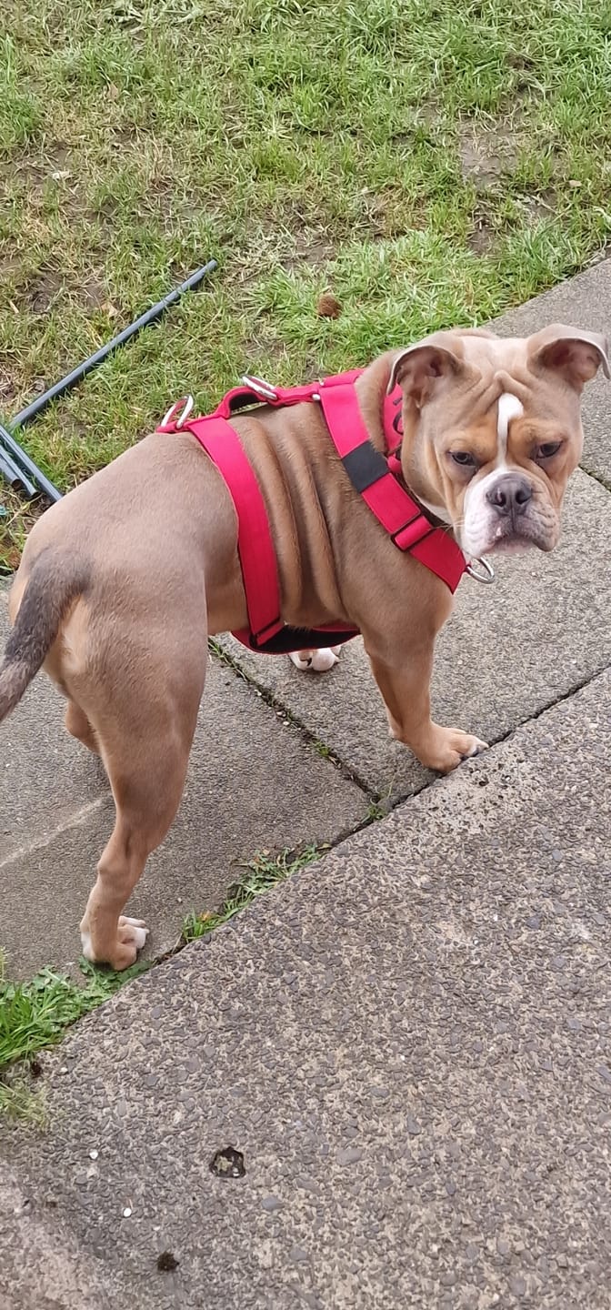 Customer photo review of TRI-Harness® | Anti-Pull, Adjustable & Durable - Dog Trainers Choice - Red v2.0