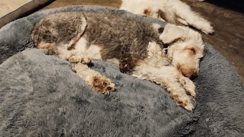 Customer photo review of Cama Antiestrés Para Perros