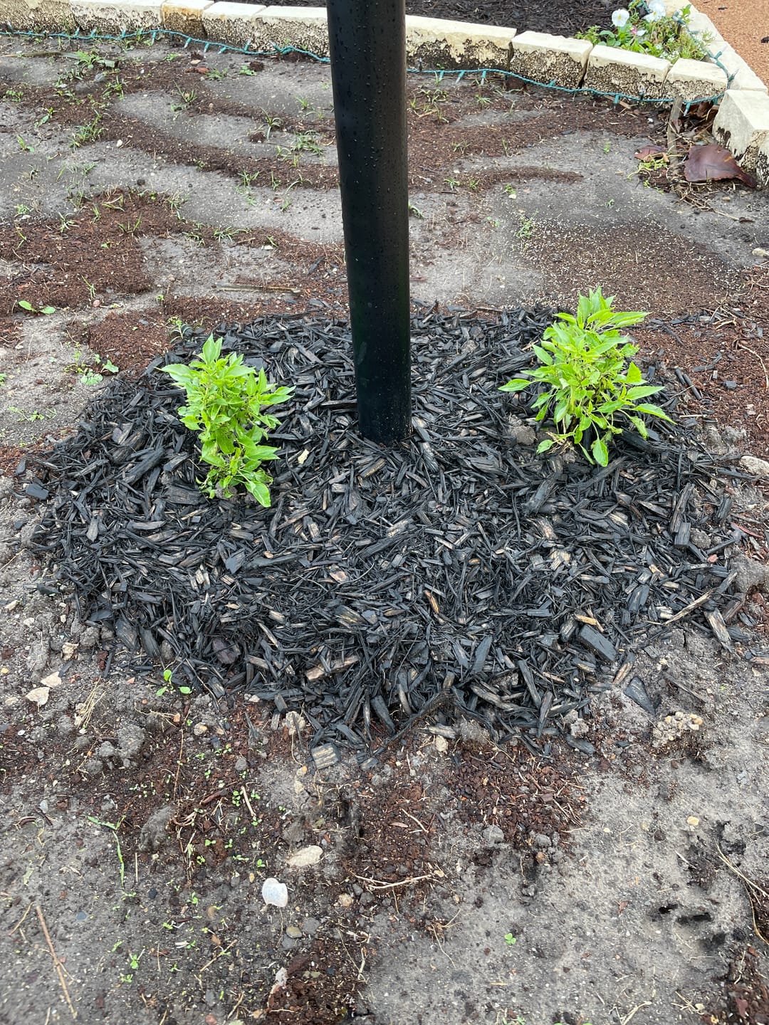 Customer photo review of Salvia Mealy Blue 'Henry Duelberg'