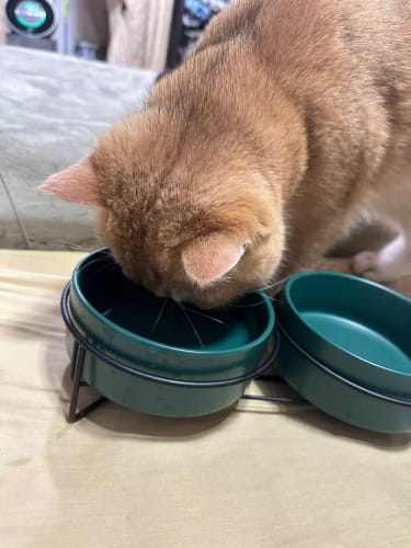 Customer photo review of 陶瓷護頸寵物碗 鐵架款 多色可替換