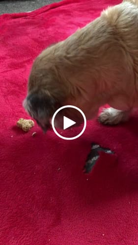 Customer video review of Pooch's Handmade Dog Treats