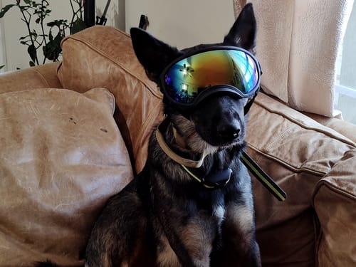 Customer photo review of Adjustable Dog Goggles (Doggles)