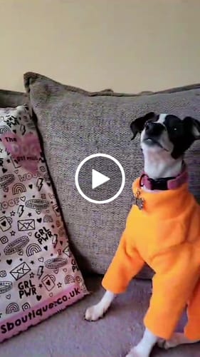 Customer video review of PPB All In One Backpack