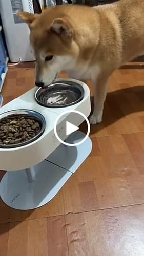 Customer video review of SPUTNIK 斯普尼克 NON-ANTS Bowl 增高防蟻碗架組雙碗