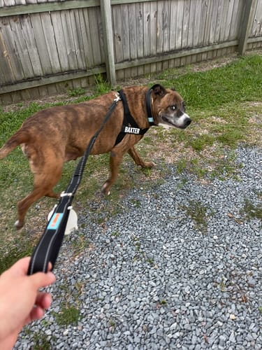 Customer photo review of Dog Lovers Pack | 50% Off
