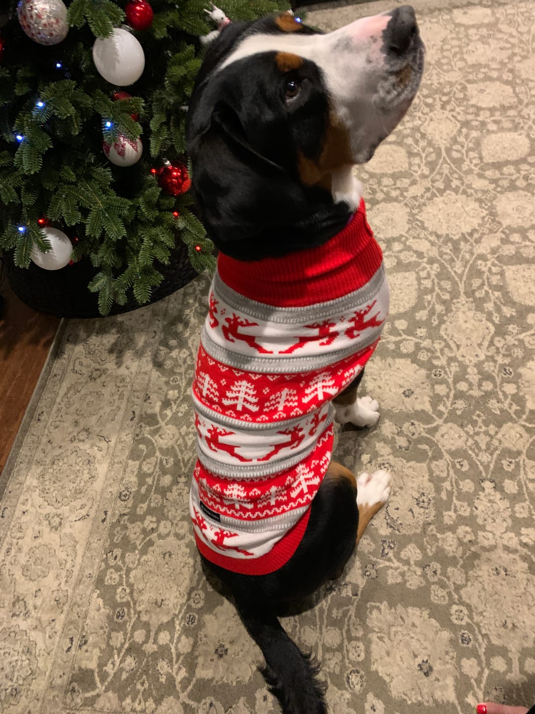 Customer photo review of Winter Wonderland Knit Dog Sweater