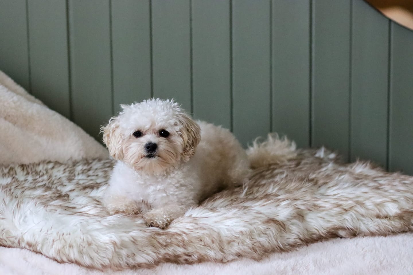 Customer photo review of ComfyRug Original - Hundeseng med premium memory foam