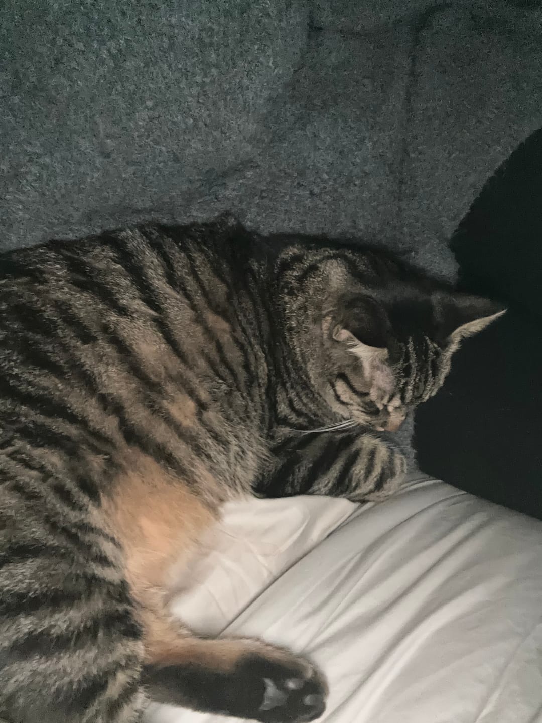 Customer photo review of Healthy Skin for Cats - Cat Miliary Dermatitis, Skin Allergy & Cat Scabs Remedy