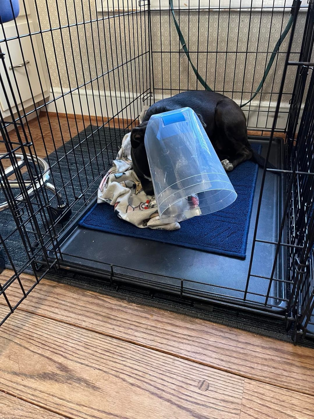 Customer photo review of NovaGuard Recovery Collar