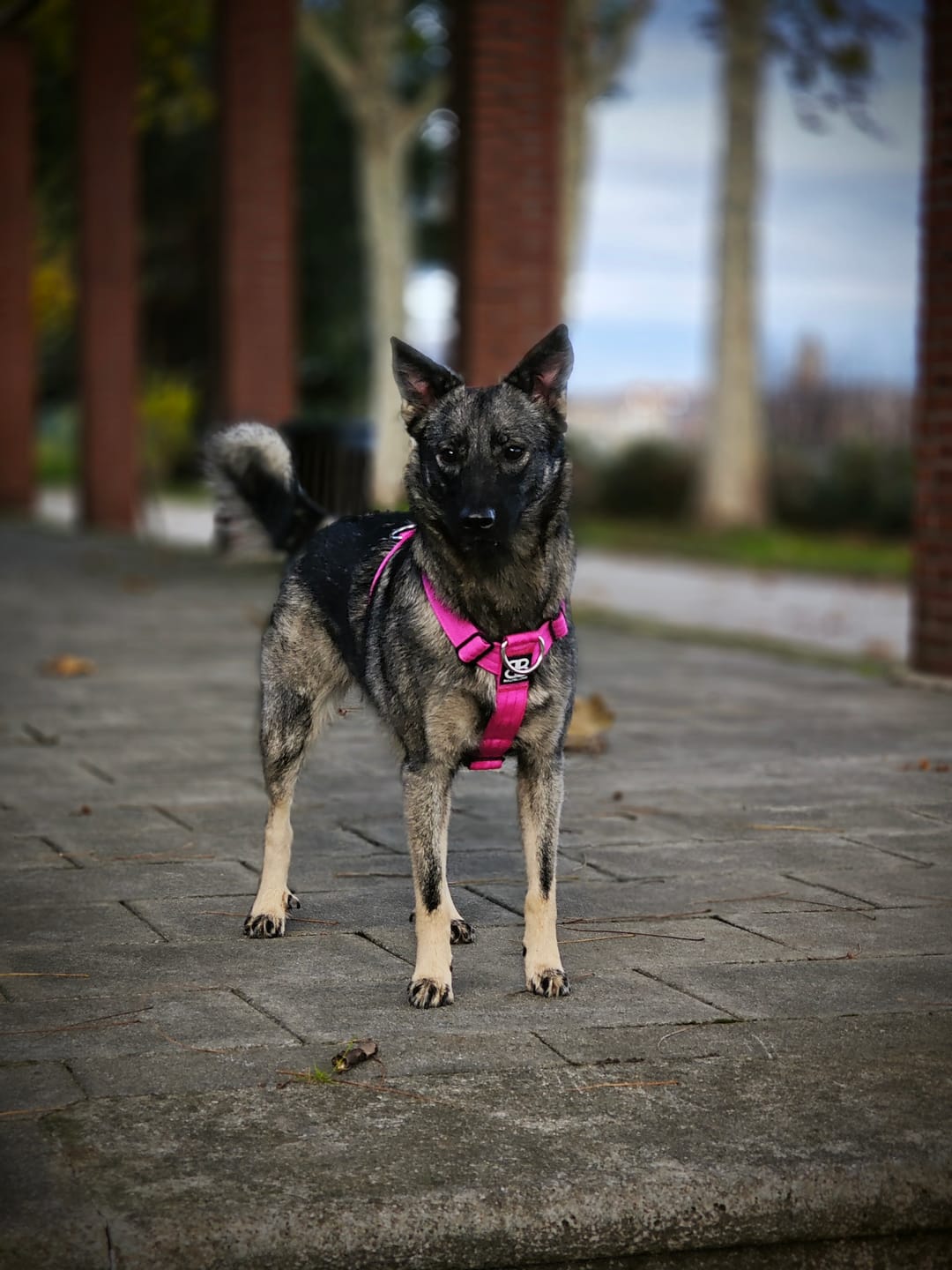 Customer photo review of TRI-Harness® | Anti-Pull, Adjustable & Durable - Dog Trainers Choice - Magenta v2.0