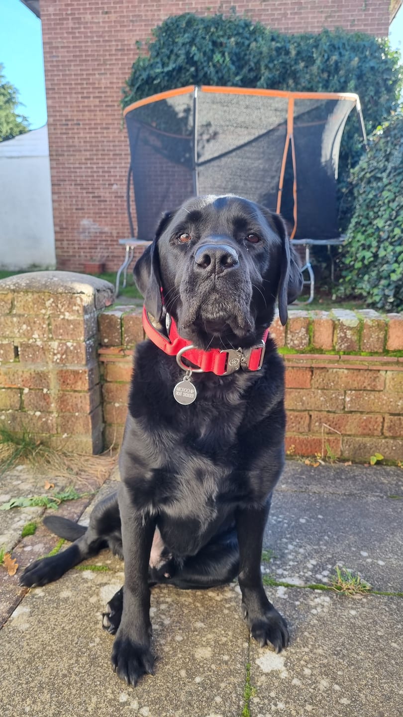 Customer photo review of Slip Lead | Anti-Pull & Anti-Choking Training Lead - Red