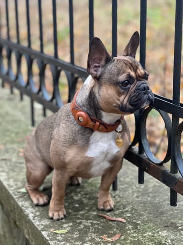 Customer photo review of Keepaws™ Leather AirTag Collar