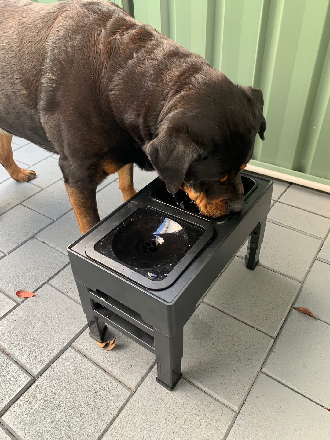 Customer photo review of PaWz Raised Pet Feeder with No-Spill Slow Feeder Bowl