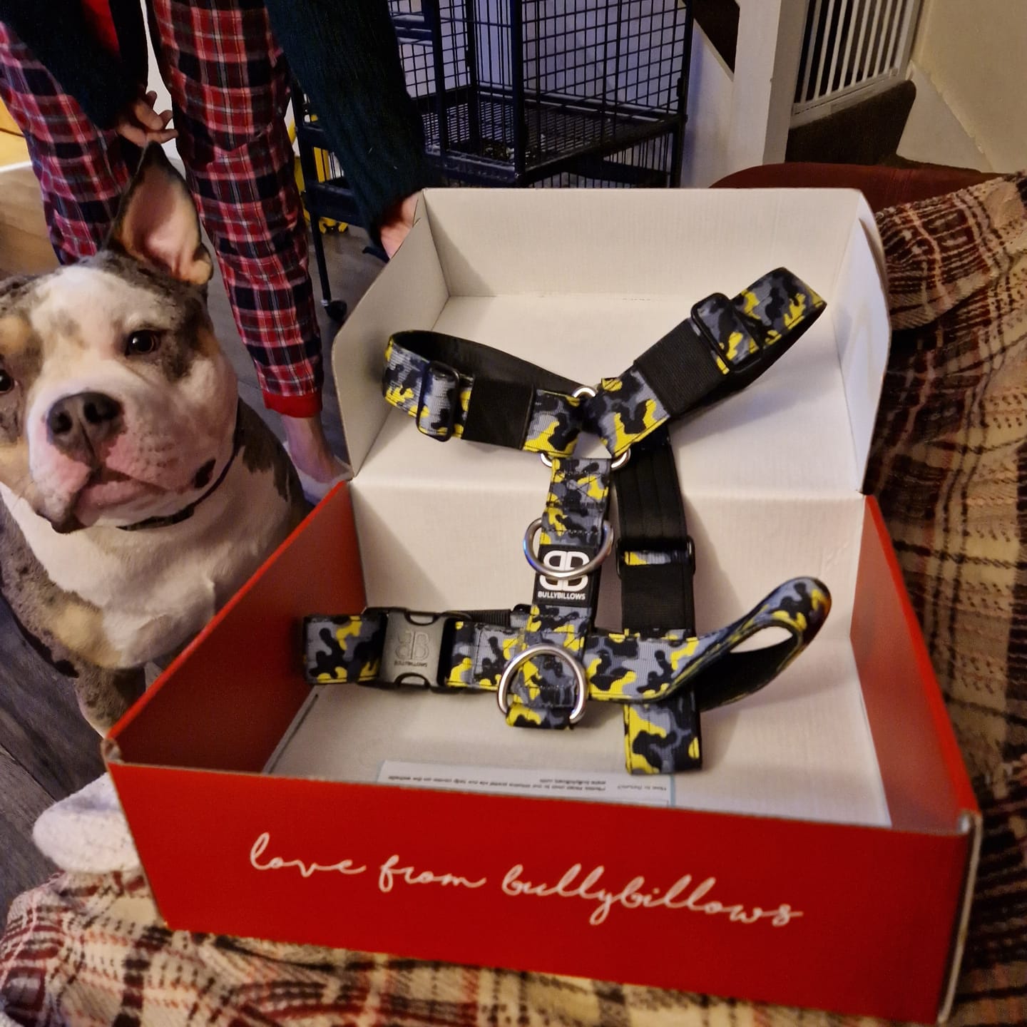 Customer photo review of TRI-Harness® | Anti-Pull, Adjustable & Durable - Dog Trainers Choice -  CAMO Lightning v2.0
