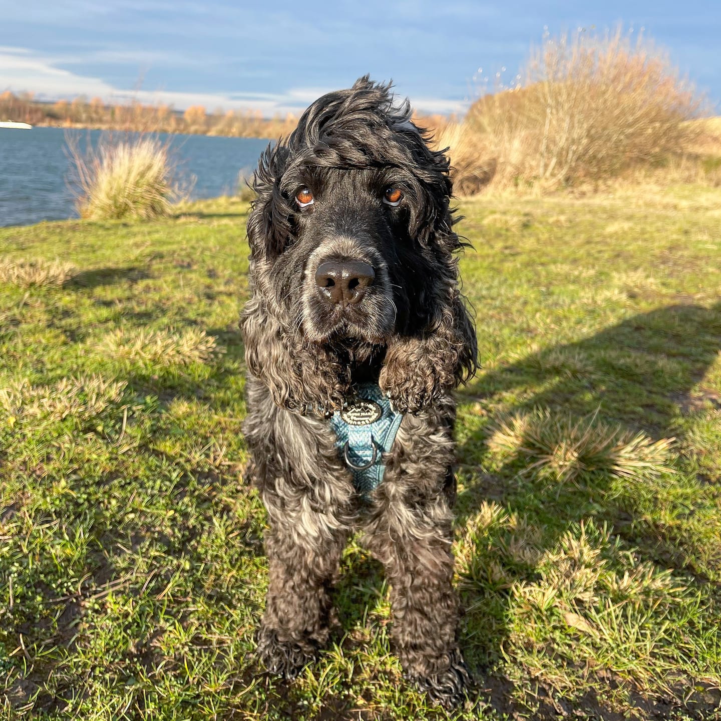 Customer photo review of Tough Trails™ Harness - Country Teal