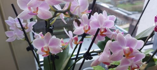 Customer photo review of Table Dance Pia mit rosa Blüten und 3+ Stielen