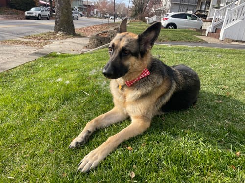 Nick S. review of Red Gingham Bow Tie for Dog and Cat Collar image 1 out of 1