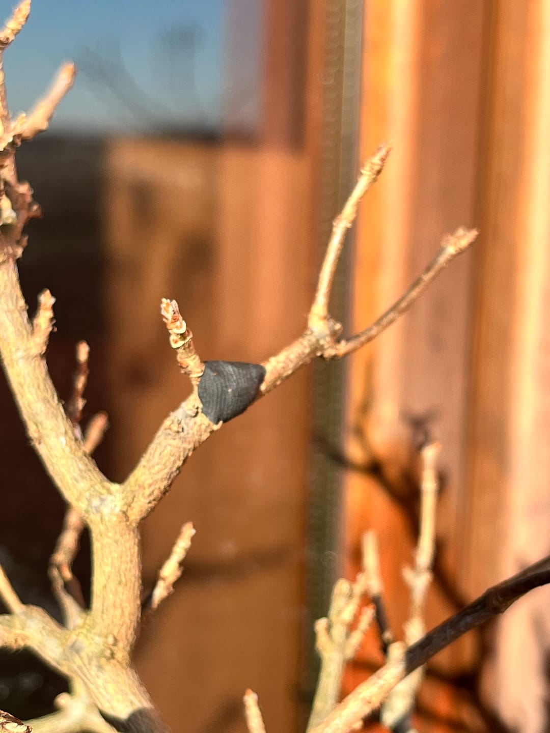 Customer photo review of BLOCK PRO 3.0 CB® MASTICE PROFESSIONALE PER BONSAI 400 gr