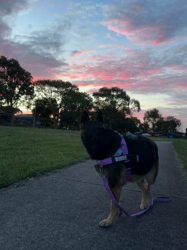 Customer photo review of Dog Lovers Pack | 50% Off