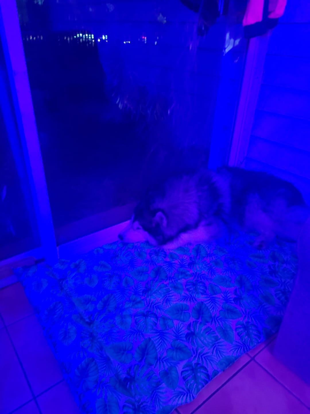 Customer photo review of PaWz Dog Summer Cooling Mat