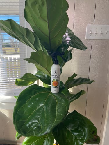 Customer photo review of Houseplant Insecticide w/ Neem
