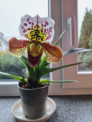 Customer photo review of Frauenschuh Orchidee amerikanische Hybride