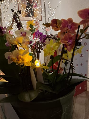 Customer photo review of Table Dance Orchideen Farbmix mit 1 Stiel im 6er Set
