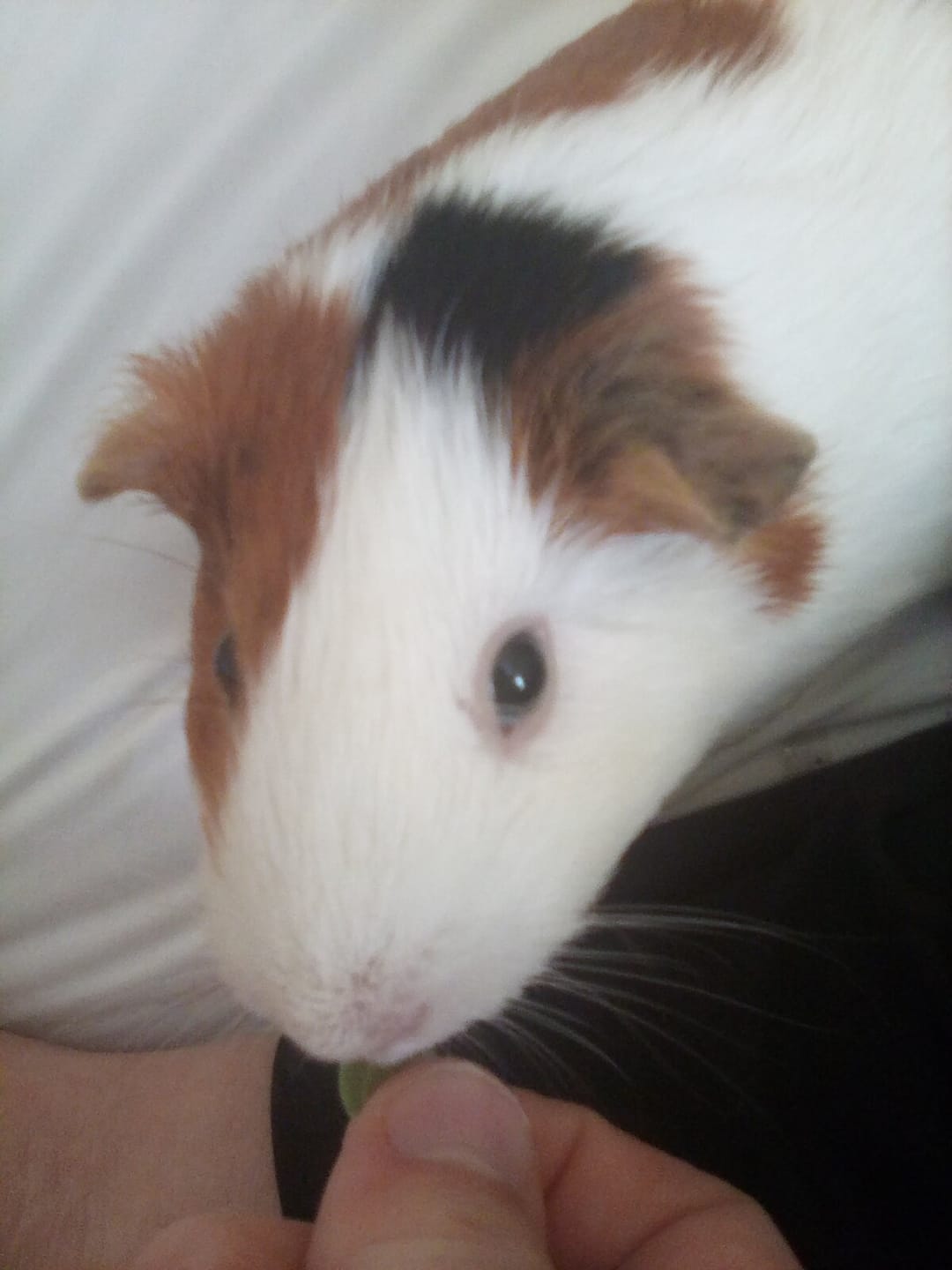 Customer photo review of Pea Flakes Treat Cup
