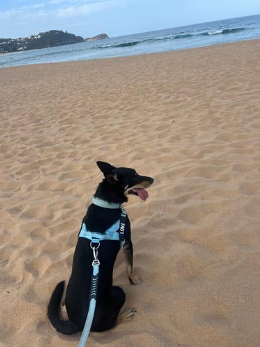 Customer photo review of Dog Lovers Pack | 50% Off