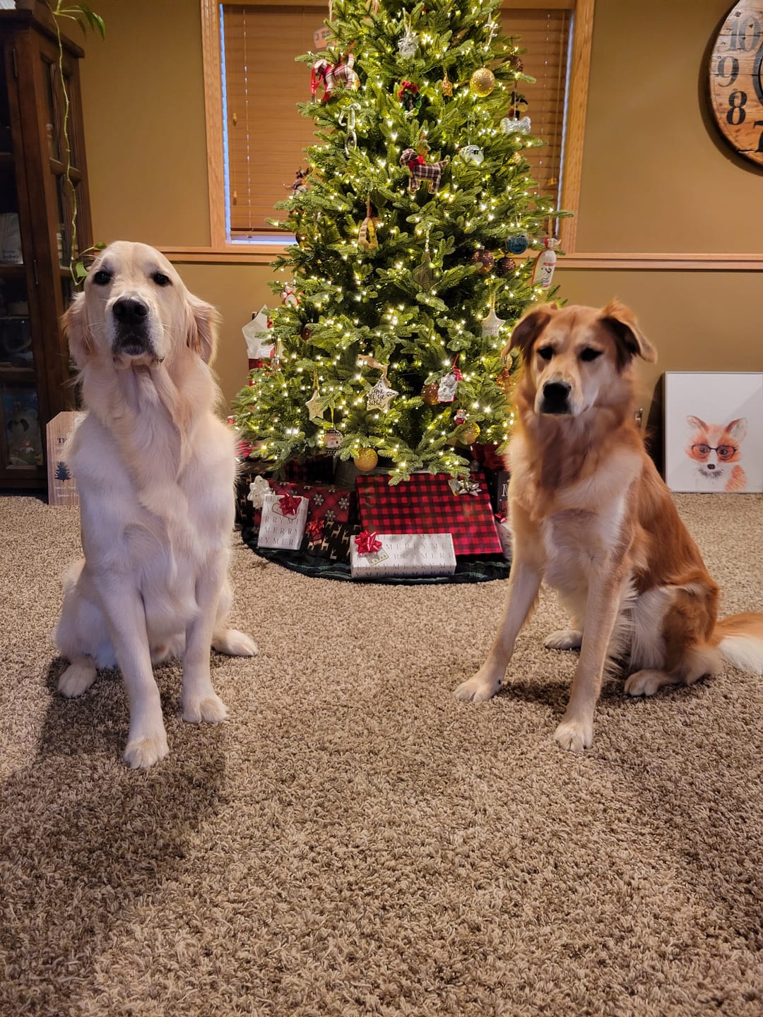 Customer photo review of Professional PLUS Pet Grooming Vacuum Kit