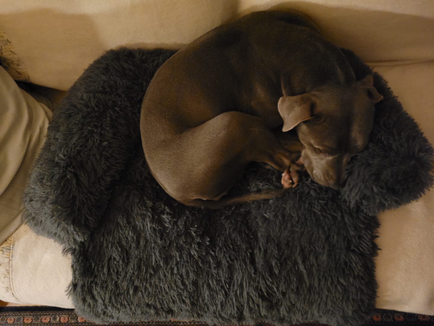 Customer photo review of *NEU* Emmalove - Flauschiges Hundebett für dein Sofa