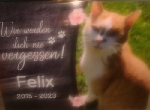 Customer photo review of Katzen Gedenktafel mit Foto & Spruch (UV- & Wetterfest)