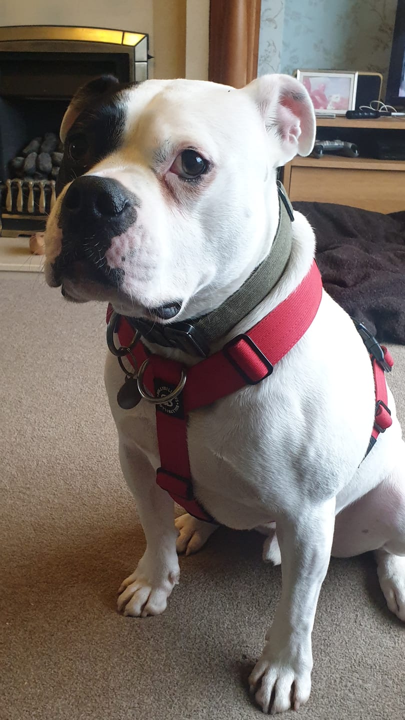 Customer photo review of TRI-Harness® | Anti-Pull, Adjustable & Durable - Dog Trainers Choice -  Blue v2.0